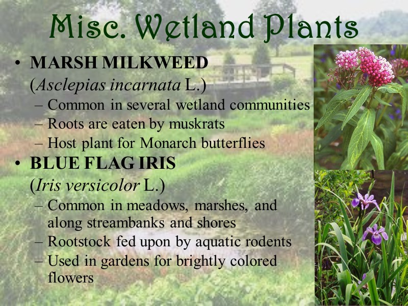 Misc. Wetland Plants MARSH MILKWEED   (Asclepias incarnata L.) Common in several wetland